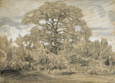 Studie einer Eiche von Pierre Etienne Theodore Rousseau